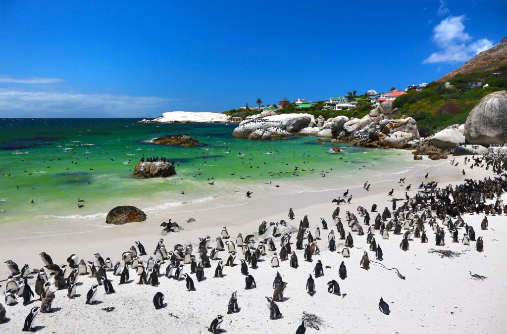 The 5 Best Cape Town Penguin Tours