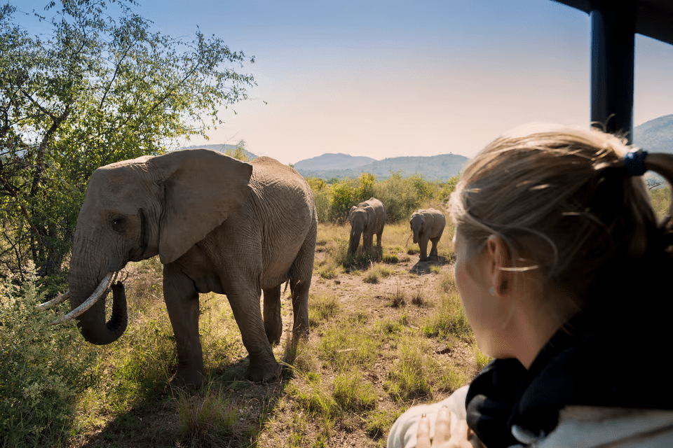 Top 5 Pilanesberg Safari Day Tours in Sth Africa